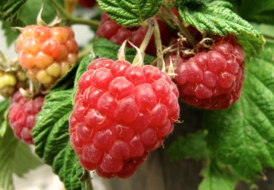 In this June 19, 2013 photo, raspberries grow on the patio of a home near Langley, Wash. Raspberries are an easy-to-grow choice for containers. They can be placed near high traffic areas around the property, making for convenient and wholesome snacks. (AP Photo/Dean Fosdick)