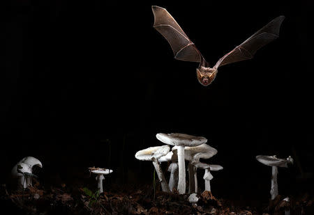 The greater mouse-eared bat (Myotis myotis) is shown in this undated handout photo taken in Brittany, France, released on February 7, 2018. Courtesy Olivier Farcy/Handout via REUTERS