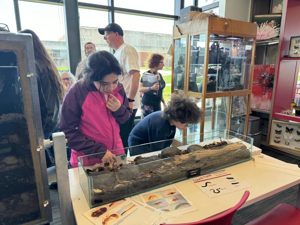 C.J. and Tori Tipton of Streetsboro look at a rock and bug display before heading outside to view the total solar eclipse at the Ohio Agricultural Research and Development Center.