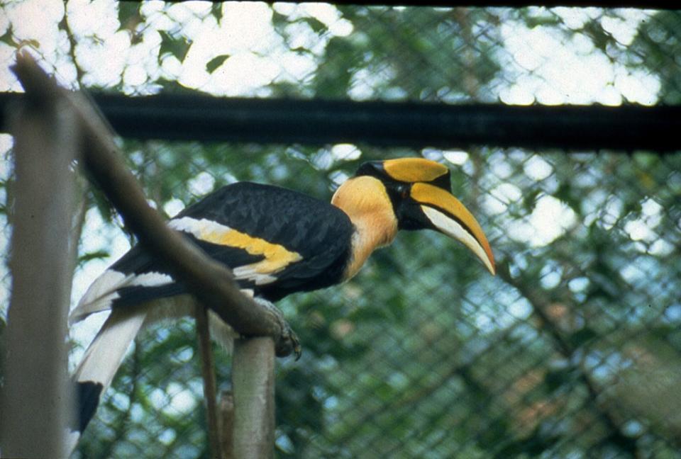 鳳凰谷鳥園生態園區（圖片來源：交通部觀光署）