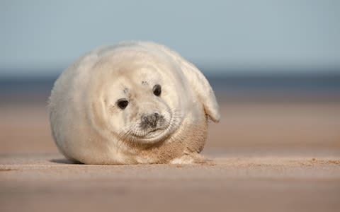 Seal pup Lincolnshire - Credit: istock