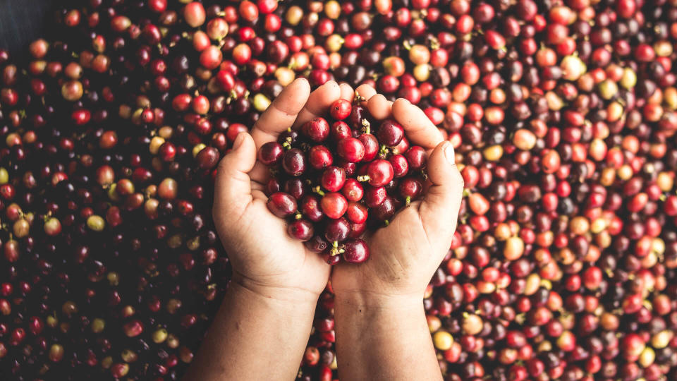 Coffee cherries arabica in hand Southeast Asia.