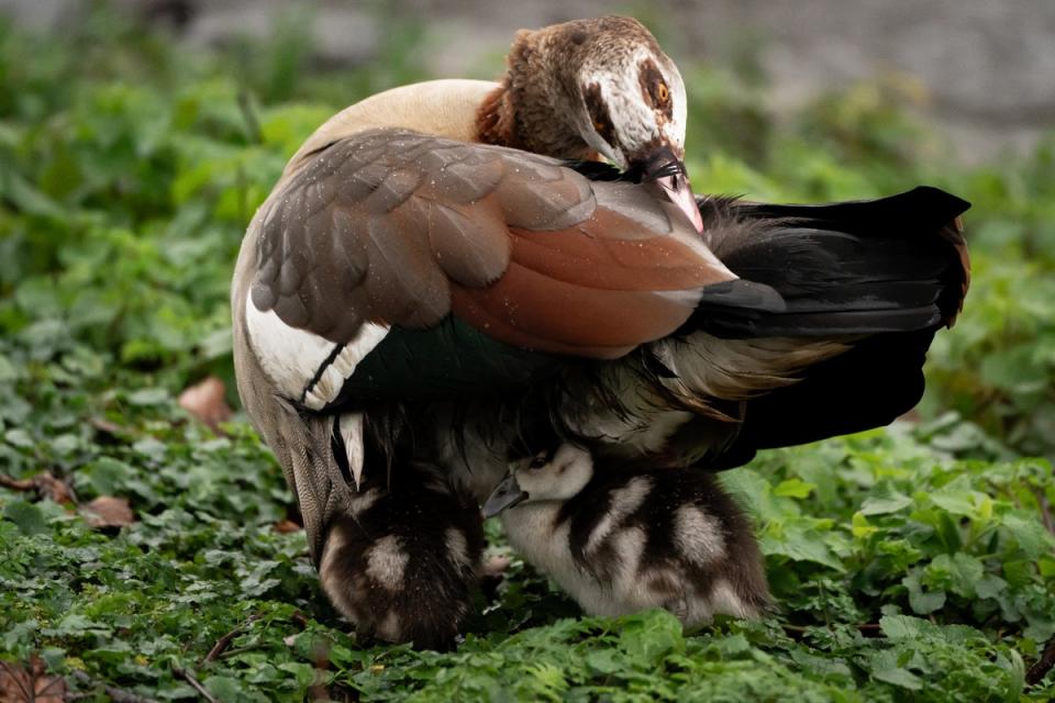 An Egyptian goose protects its gosling from the rain in St Jame’s Park in London on Thursday (PA)