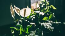 <p> The wonderfully named Peace Lily features one of the most curious flowers. The white part of the plant is actually a bract, kind of like a bright white protective leaf and the tiny flowers sit inside on the upright spadix. Not only does it look incredibly calming the plant helps to remove mould spores from the air and purifies the air. </p> <p> Wondering why your Peace Lily tips are turning brown? That’s perhaps down to too much direct sunlight so try moving your health-giving plant to a different spot in your home, and snip off the brown parts to bring it back to its best. </p>