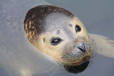 A Plum of Seals