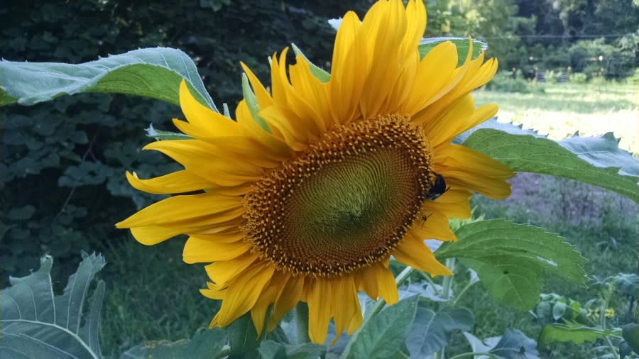 Sunflower seeds also grown by the Fibonacci sequence.