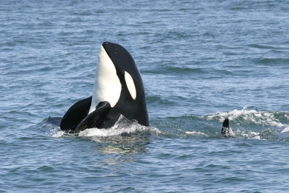 A killer whale jumps from the surface of the water.