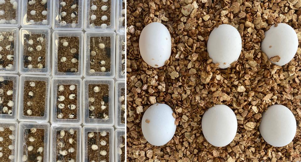 Left: Dozens of turtle eggs in plastic boxes from above. Right: A close up of the eggs.