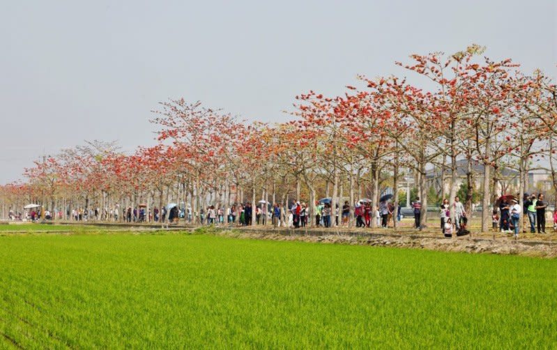 <p>木棉花季持續至3月15日｜The Linchupi kapok flowers season is running until Mar. 15. (Courtesy of Tainan City Government)</p>
