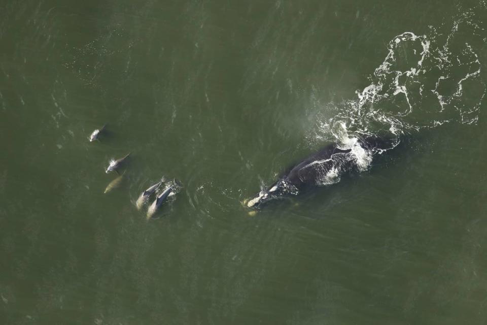 The 1-year-old calf was seen swimming off the coast of St. Augustine, officials said.