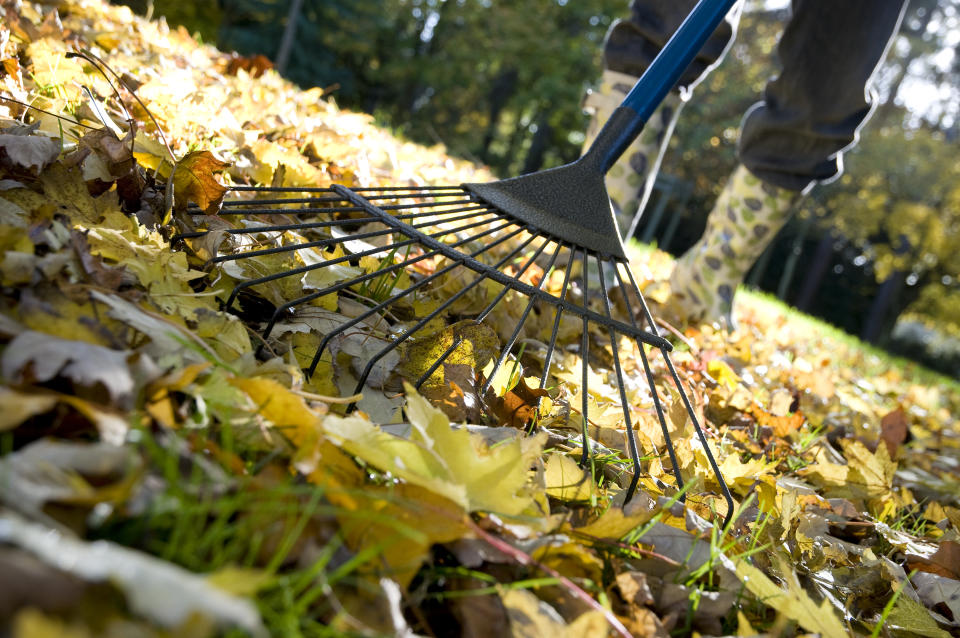 Laub rechen ist im Herbst alltägliche Beschäftigung für Gartenbesitzer. (Symbolbild: Getty Images)