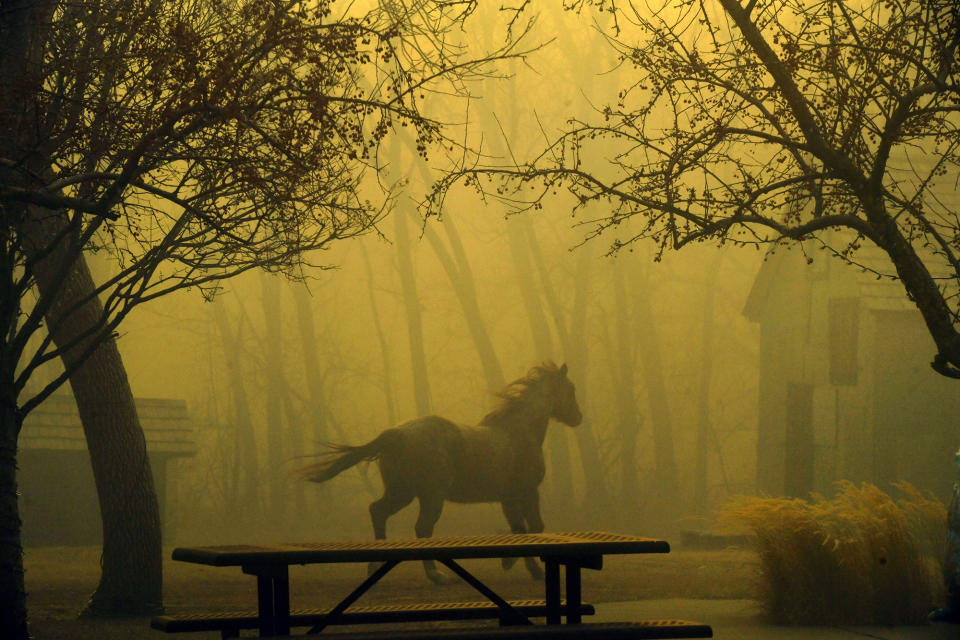 A horse runs through Grasso Park in Superior, Colorado. (Denver Post via Getty Images)