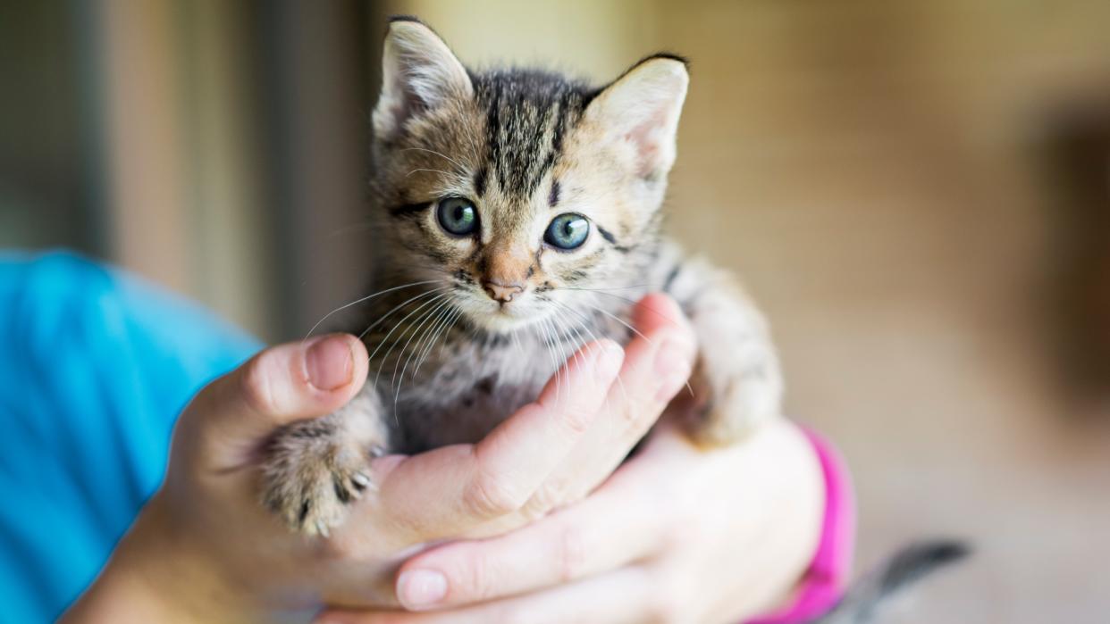  Kitten in human hands. 
