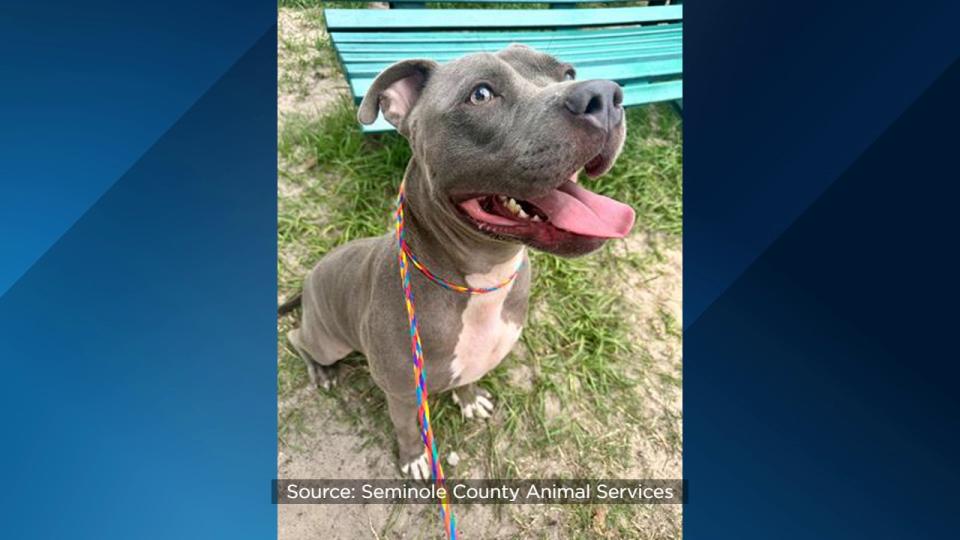 Seminole County Animal Services announced Friday that the shelter is over capacity and offering $5 dog adoptions to help make room.