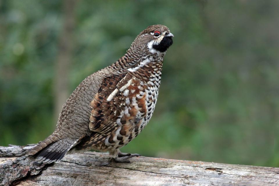 Auf Finnisch wird in der Redensart nicht eine Vogelart der anderen vorgezogen, sondern man bescheidet sich in der Anzahl der Waldvögel, derer man habhaft werden kann: "Parempi pyy pivossa kuin kymmenen oksalla" heißt: "Ein Haselhuhn in der Hand ist besser als zehn auf dem Ast." (Bild: iStock/pum_eva)