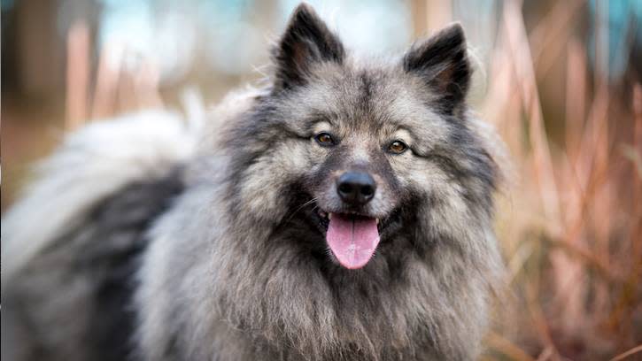 11. Keeshond