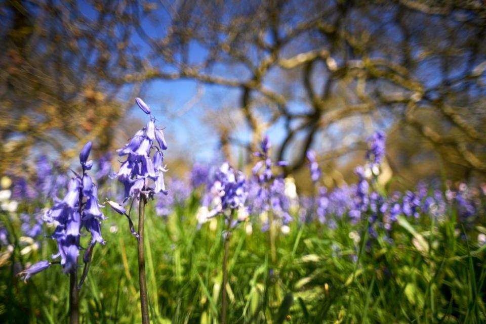 Eastern Daily Press: Stunning bluebells at Blickling Picture: Antony Kelly