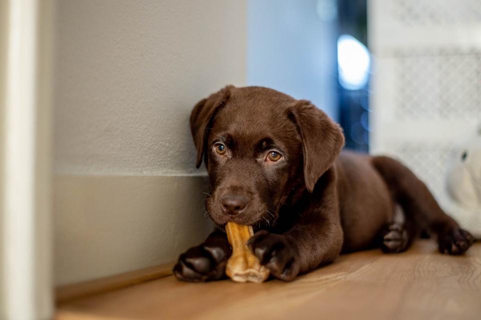 Labrador Retriever