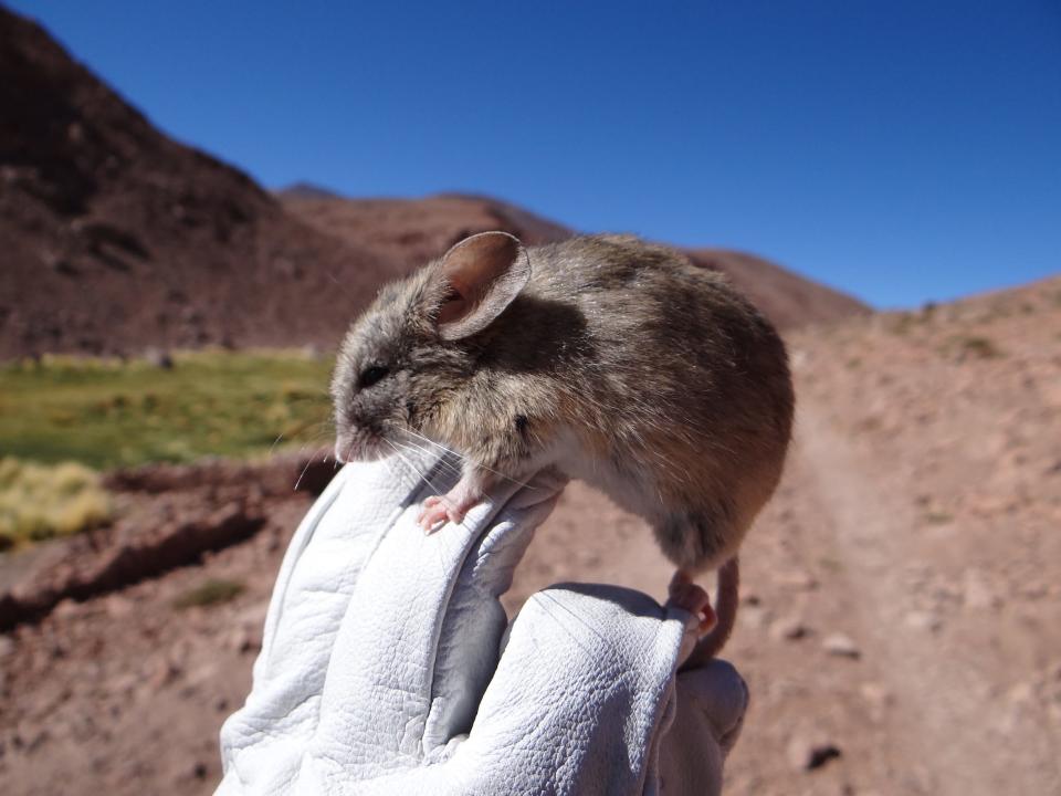 fat brown mouse with large round ears stands on the fingers of a white gloved hand against a red-brown mountaintop landscape