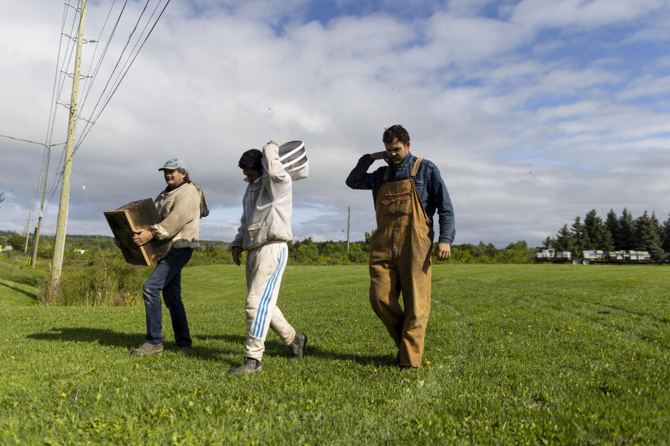 The driver of the bee truck Tristan Jameson, left, walks with the owner of the bees, Alexander Haley, centre, and a beekeeper after the truck Tristan was driving carrying bee hives swerved on Guelph Line road causing the hives to fall and release bees in Burlington, Ontario, on Wednesday, Aug. 30, 2023. (Carlos Osorio/The Canadian Press via AP)