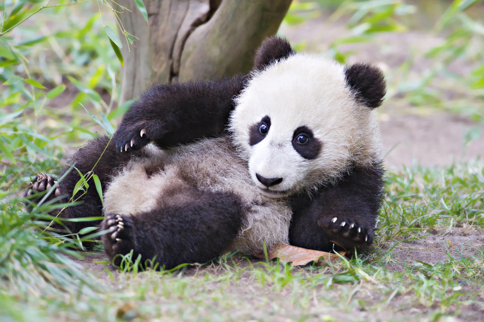 Baby panda playing on its back