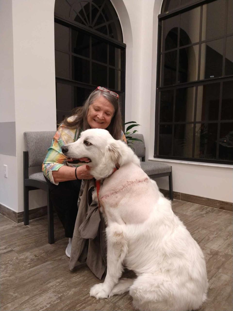 With her alligator wound closed and healing, Elsa the 115-pound Great Pyrenees is doing well says her owner Linda Busch Benson, thanks to Fetch veterinarians.