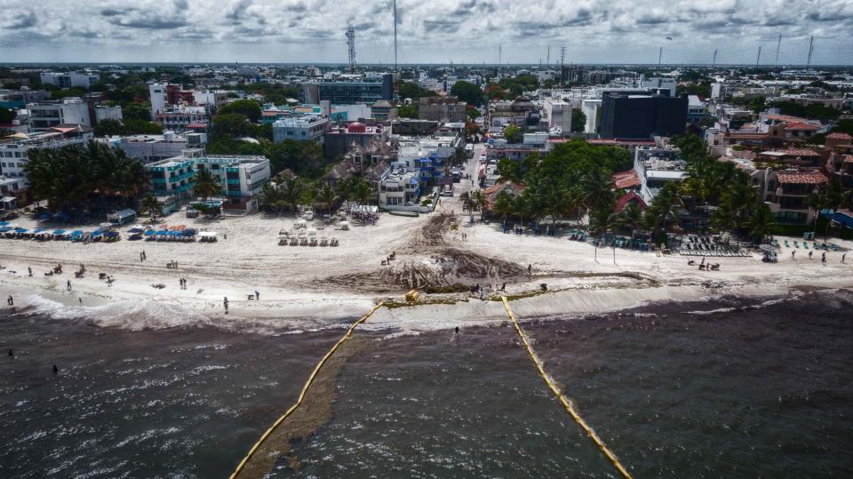 Sargazo. Las playas que parecen pantanos