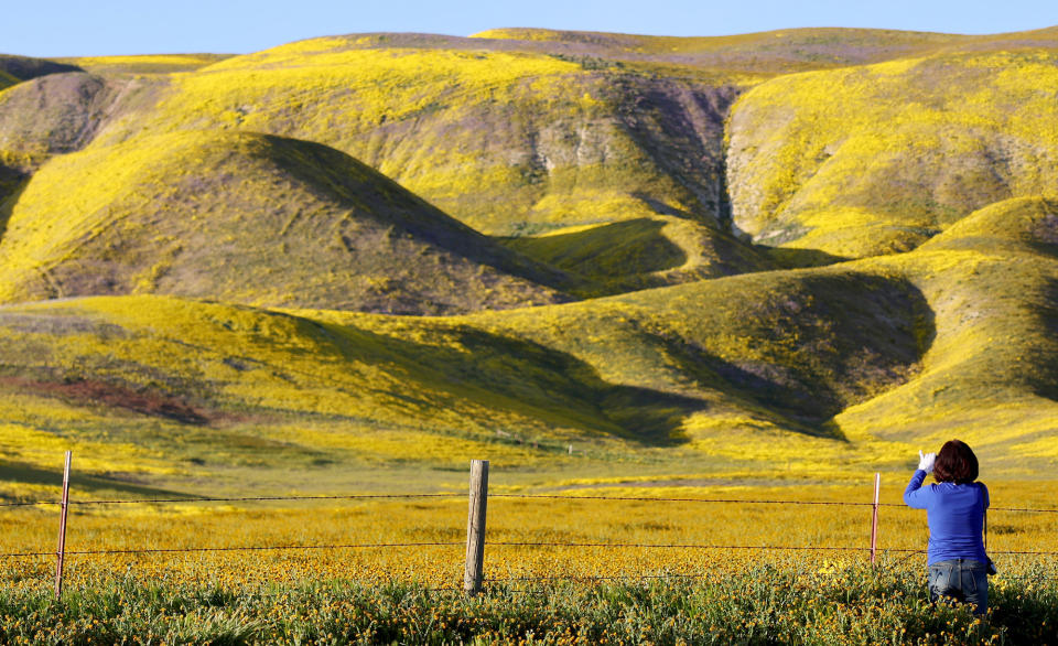 A person takes photos of wildflowers blooming near Carrizo Plain National Monument on April 13, 2023.