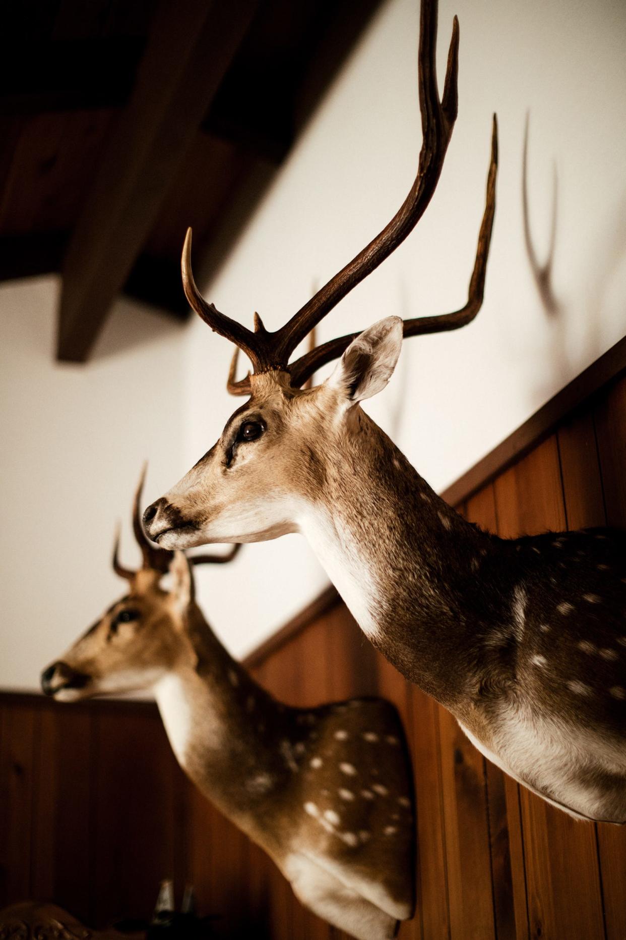 Axis deer trophy mounts in Lanai lodge