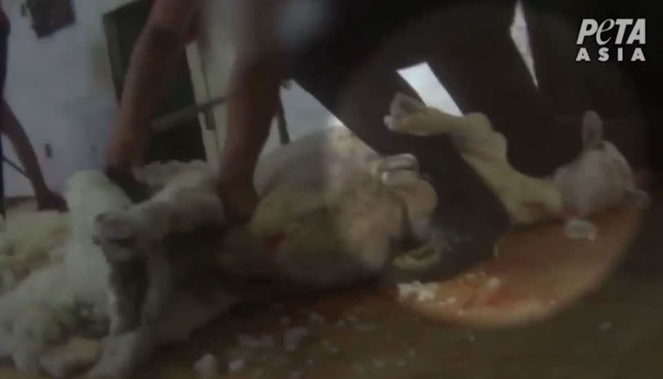 Shearers hold sheep down by putting a foot on their necks. Source: PETA