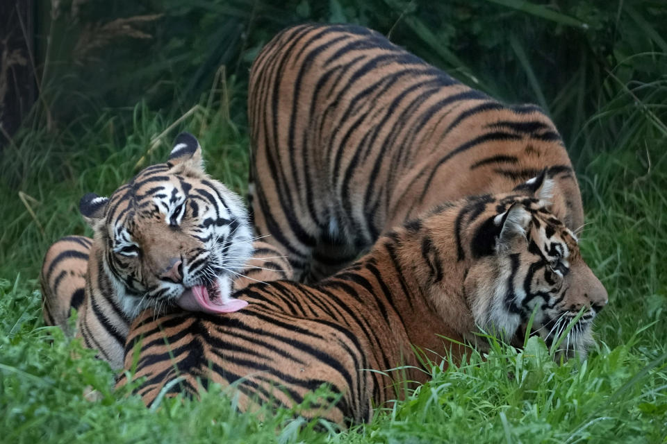 A family of Sumatran tigers groom each other during London Zoo's Annual Weigh In, in London, Thursday, Aug. 24, 2023. The Annual Weigh In is a chance for keepers at the conservation zoo to make sure the information they've recorded is up-to-date and accurate, with each measurement then added to the Zoological Information Management System (ZIMS), a database shared with zoos all over the world that helps zookeepers to compare important information on thousands of threatened species. (AP Photo/Kirsty Wigglesworth)