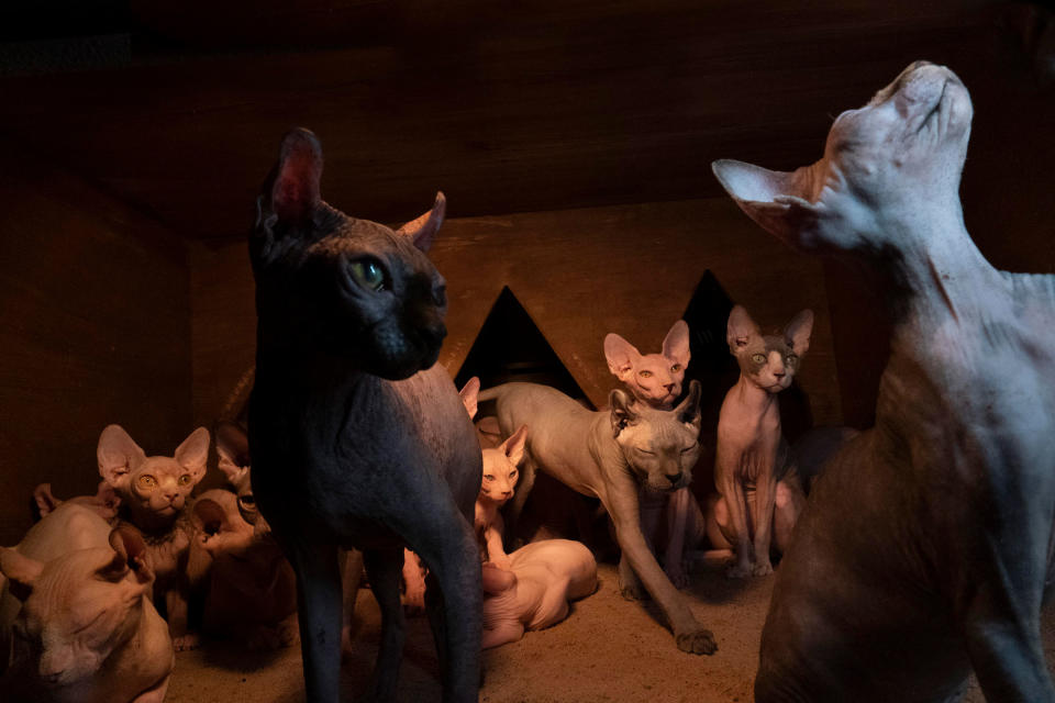 Sphynx cats who reside in Soon Bok cafe in Cheonan, South Korea.<span class="copyright">Robin Schwartz</span>