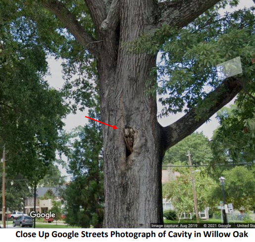 Photos of the Broad Street oak tree were included in court documents.