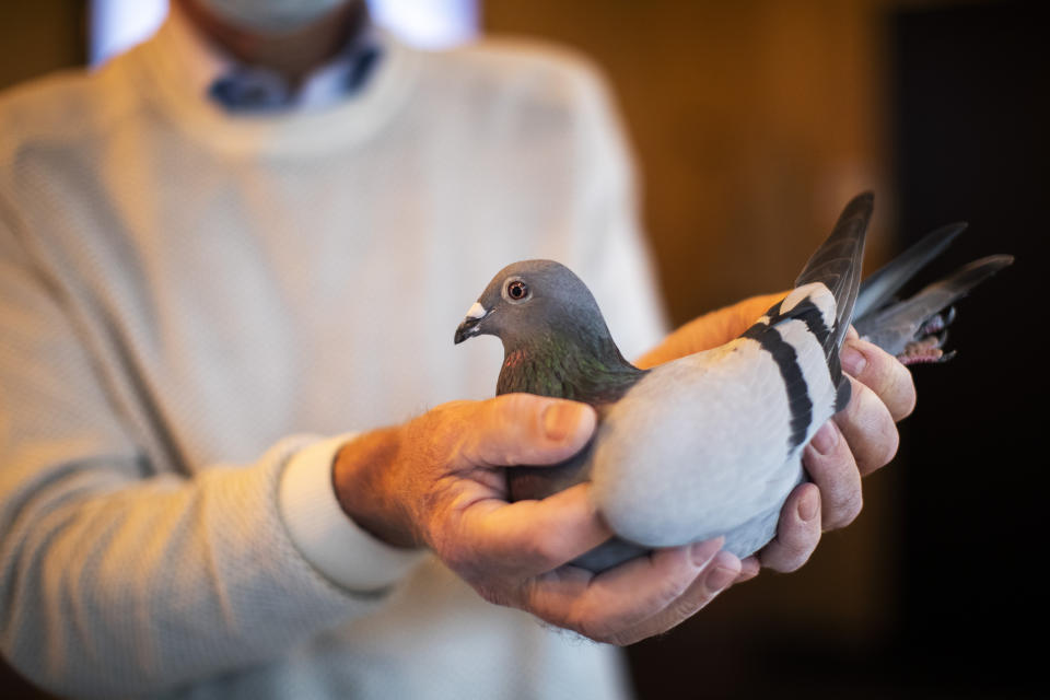 Carlo Gyselbrecht, co-owner of Pipa, a Belgian auction house for racing pigeons, shows a two-year old female pigeon named New Kim after an auction in Knesselare, Belgium, Sunday, Nov. 15, 2020. A pigeon racing fan has paid a world record 1.6 million euros for the Belgian-bred bird, New Kim, in the once-quaint sport that seemed destined for near extinction only a few years back, people pay big money for the right bird.(AP Photo/Francisco Seco)