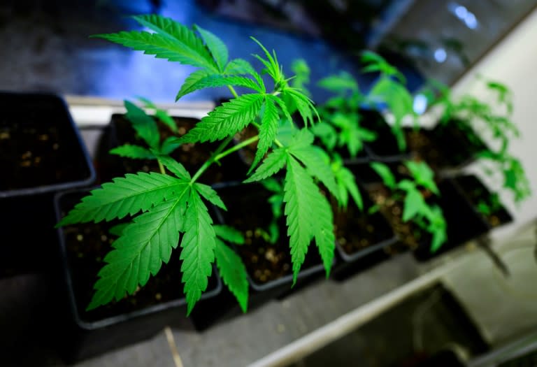 Germany is due to legalise cannabis on Monday but access to the drug will not be straightforward (John MACDOUGALL)