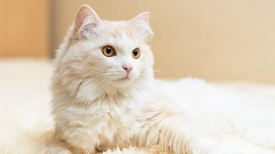 Turkish angora cat sitting on the bed