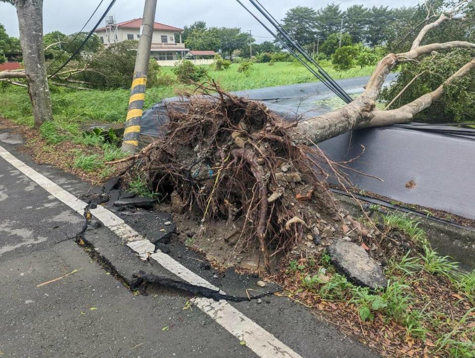 大樹連根倒地把柏油路塊也掀起。   圖：曾尹儷提供