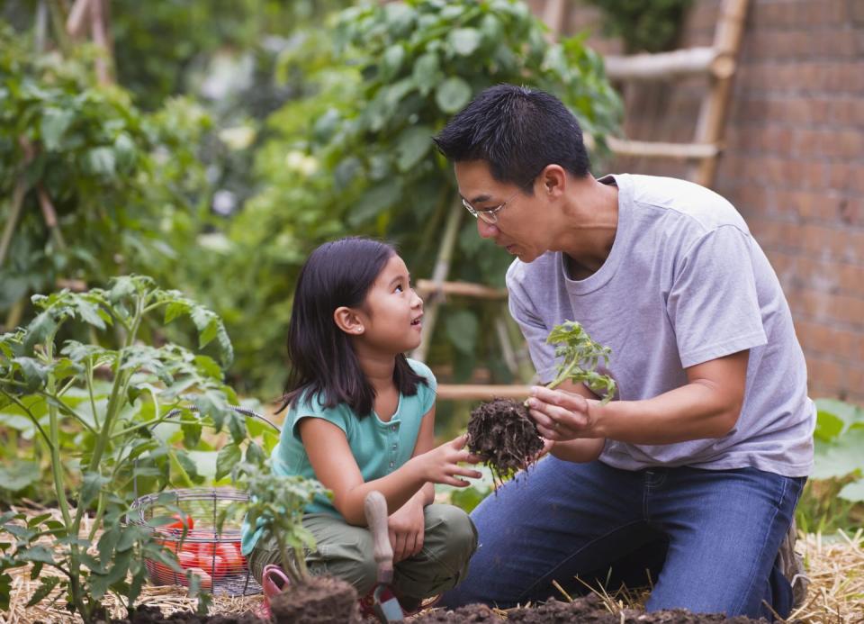 father and daughter picking vegetables