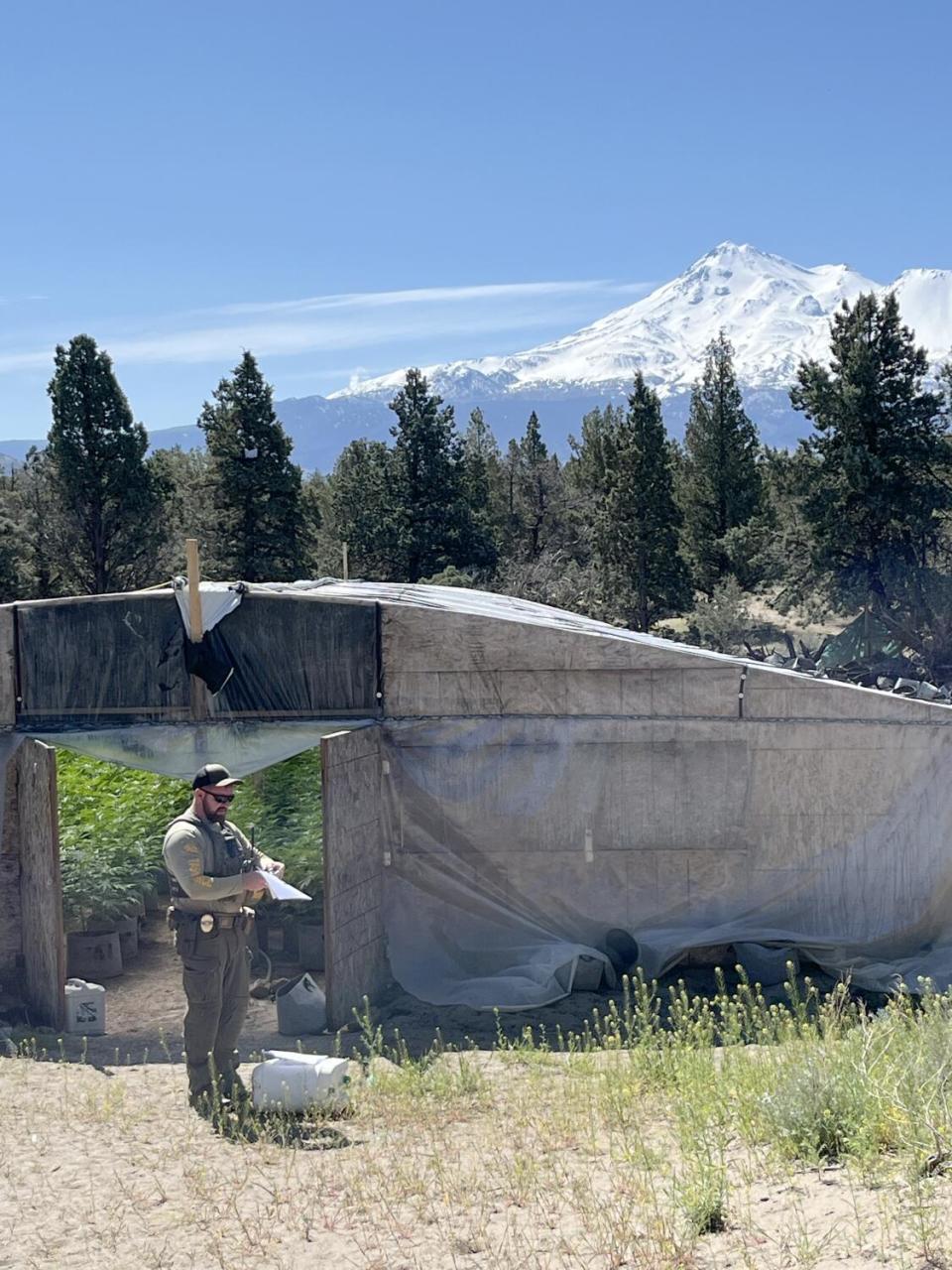 A Siskiyou County sheriff's deputy writes a violation notice at an unlicensed cannabis farm.