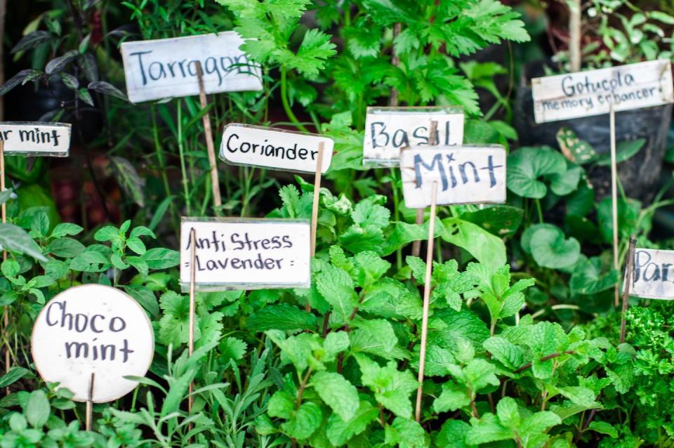 slow gardening herbs