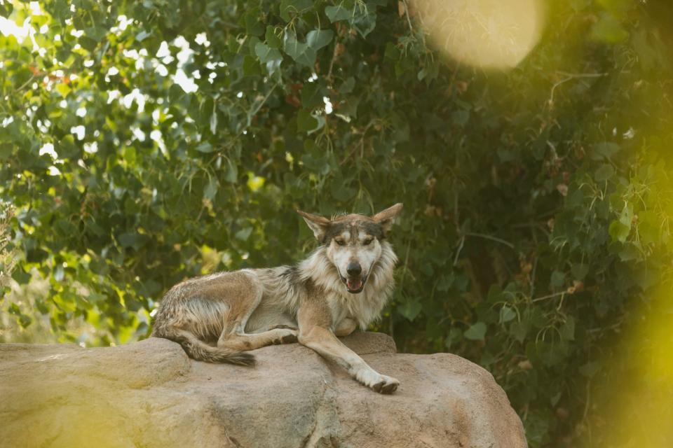 The Mexican wolf rests on a rock at the El Paso Zoo during the El Paso Zoological Society's summer music festival, Rock-n-Roar, with El Paso musicians on July 2.