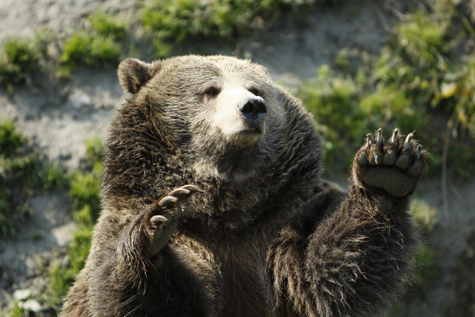 2008年9月24日、ケベック州サン・フェリシアンのサン・フェリシアン野生動物園に立つハイイログマ。カナダ公園局は、アルバータ州西部、ユーコン準州、ノースウェスト準州、ブリティッシュ・コロンビア州に2万頭ものハイイログマが残っていると推定している。 カナダの絶滅危惧野生生物委員会は、ハイイログマを絶滅危惧野生生物種に指定しています。 