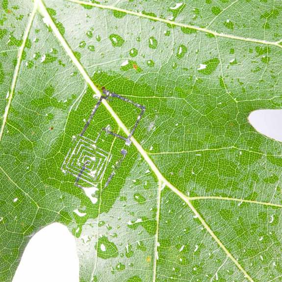 Biodegradable electronic circuits begin to dissolve in water on the edge of a leaf.