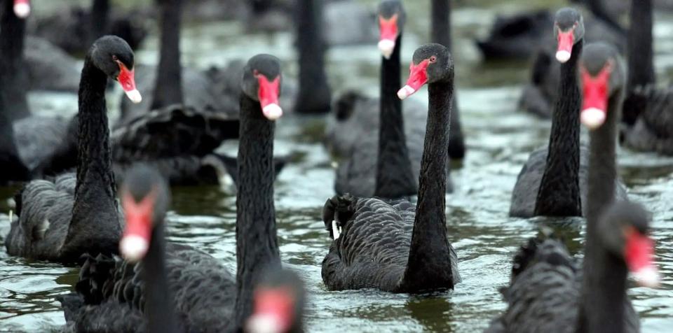 Laut dem Strategen Jeff Bierman können Anleger dem "Schwarzen Schwan" nicht entkommen. - Copyright: Reuters/China Photos