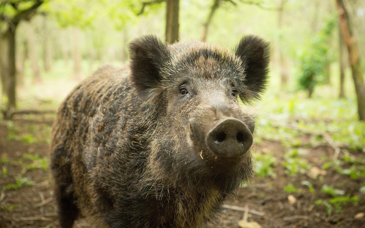  The feral hogs are causing chaos - © SWNS.com