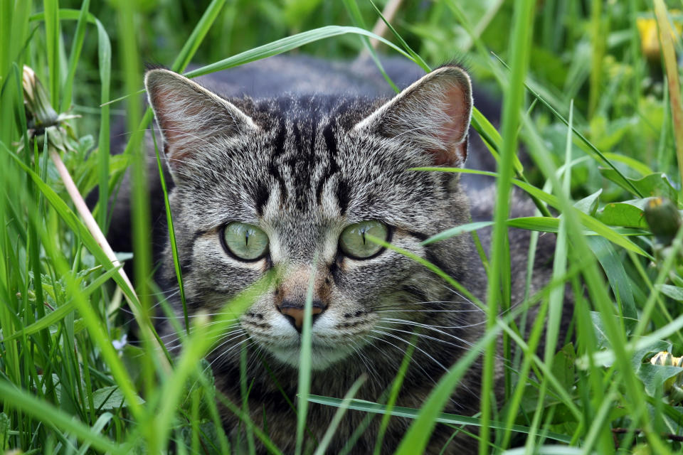 Katzen jagen gerne Nagetiere - aber offensichtlich nicht dann, wenn man es von ihnen erwartet (Symbolbild: Getty Images)