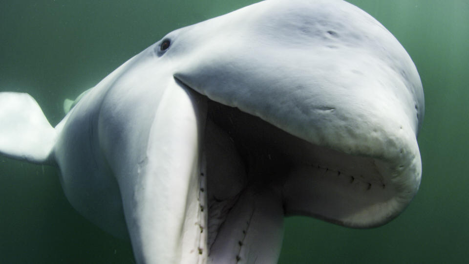 Despite having teeth, belugas do not chew their food. They rip up prey into pieces and swallow them whole. (National Geographic for Disney+/Peter Kragh) - Credit: National Geographic/Peter Kragh