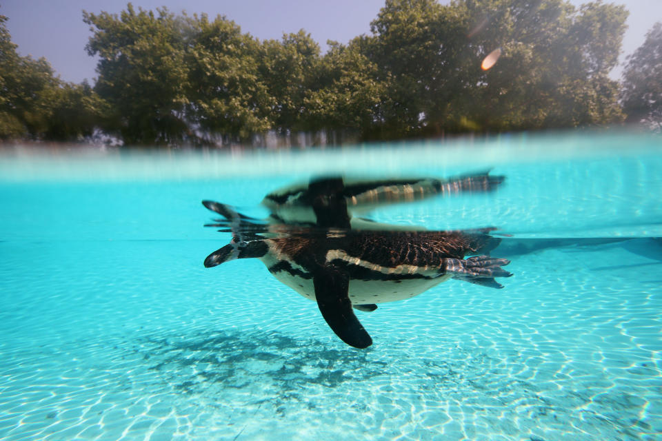 Penguins swim in their enclosure at ZSL London Zoo on July 17, 2013 in London, England. (Photo by Oli Scarff/Getty Images)