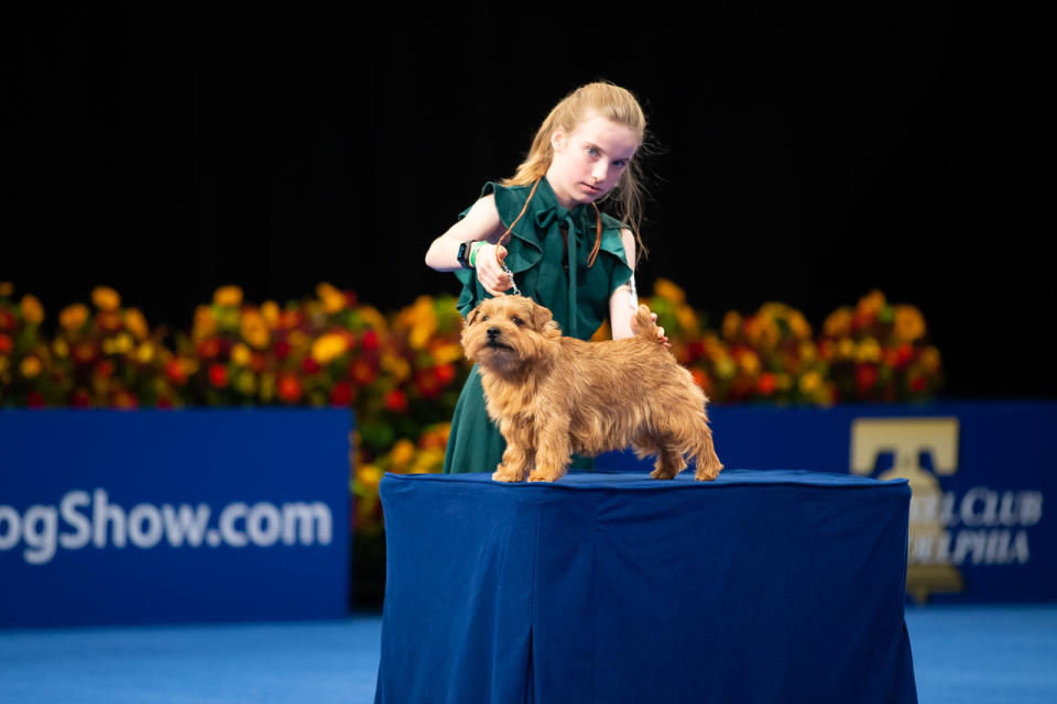 <p>Dog lovers can see the National Dog Show's junior handlers hard at work by tuning into The National Dog Show Junior, which will be available to stream on Peacock, along with even more National Dog Show extras, starting at 2 p.m. ET on Thanksgiving Day. </p>