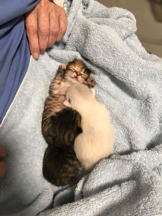 A new litter of kittens is feeling extra love this week after a Central Texas woman helped rescue and care for them during Tuesday’s torrential storms. (Courtesy: Laura Silveria)